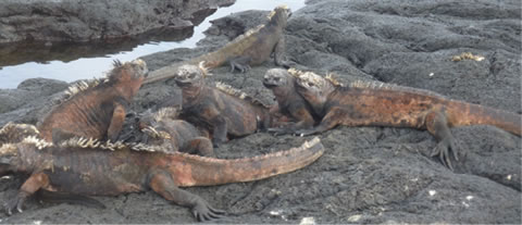 Picture of iguanas